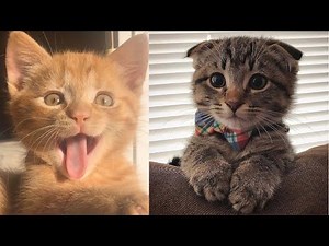 Funny Cat Compilation (Dramatic Cats Edition)