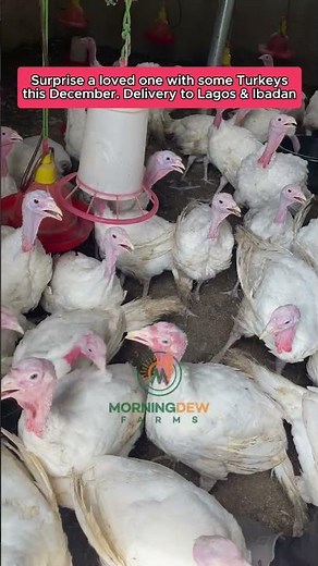 Turkey Farming In Nigeria 🤑🫰🏽 || Morning Dew Farms #Shorts