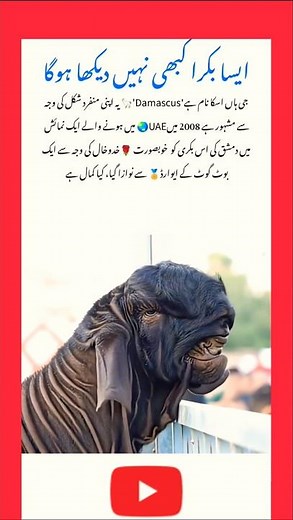 🐐 Unique Damascus Goat You’ve Never Seen Before #AmazingAnimal #GoatLovers #DamascusGoat #Animal#