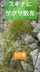 スギナにザクサを散布してみた