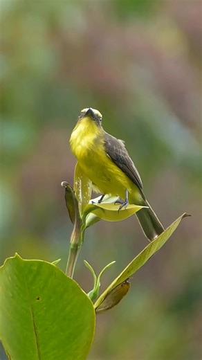 Lemon-browed Flycatcher Sound | Skyline Birdlife