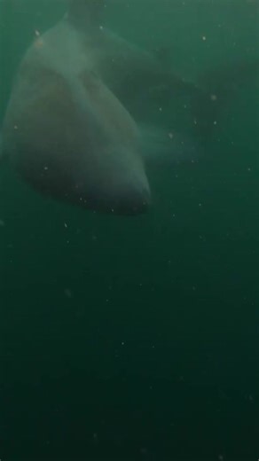 Slow-motion shark dating These mesmerising basking shark ‘torus’ formations are believed to be a key part of their courtship behaviour. This steady, rotating structure allows sharks to rapidly encounter many other individuals in a calm, non‑aggressive way - a dynamic mixing thought to help them assess one another through close proximity, body language and possibly chemical cues. Seizing this incredible opportunity to study circling basking sharks up close, David Sims and Simon Berrow witnessed a