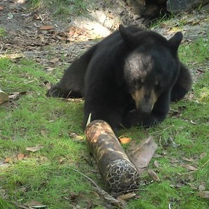 15K views · 521 reactions | Bear enrichment is so fun to watch!  | Brevard Zoo | Facebook