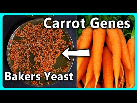 Making Bread Healthier Using Genetic Engineering