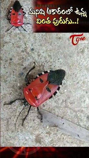 మనిషి ఆకారంలో ఉన్న వింత పురుగు Insect with Human Face #shorts #youtubeshorts #Catacanthus #TeluguOne