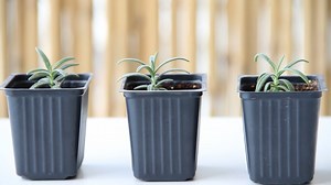 The secret to successfully starting rosemary from seeds