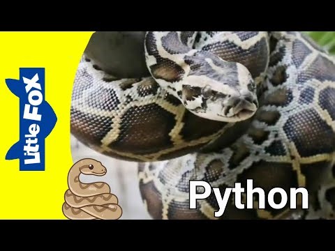 Meet The Animals 77: Python