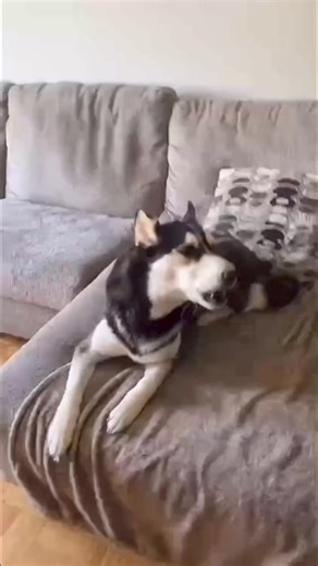 When the husky puppy flies😳😱 | Maya The Husky