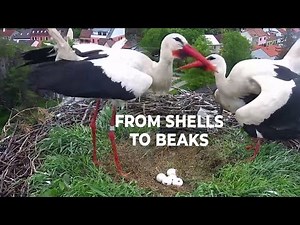 From Shells to Beaks: Stork Parents Thrilled as Chicks Emerge from Eggs
