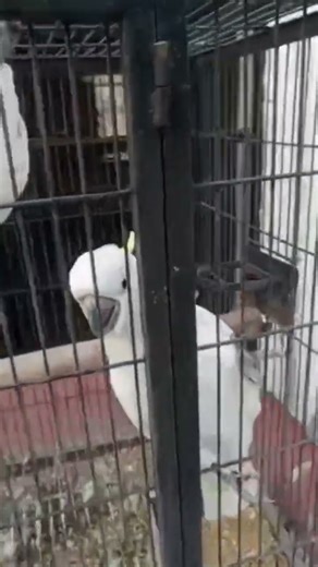 cockatoo parrot #1millionsubscribers #trendingshorts #finch #mizogaming #mizotrends #mizo#cute#birds