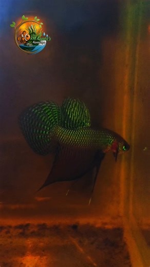 Betta smaragdina guitar - #NFS #collections #gift #aquarist #hobby #bettabreed #bettafish #wildbettasmaragdinaguitar #smaragdinaguitargreen #wildbettacollections #notforsale🚫 #rmaquatics | R M Aqua Culture