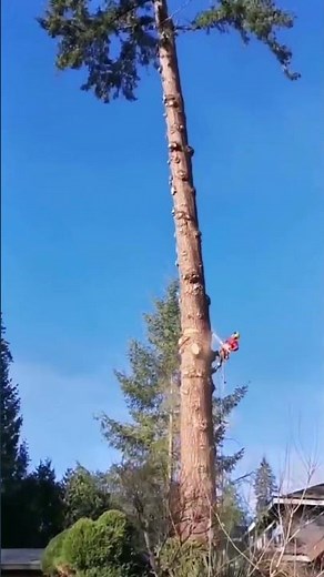 "Professional Arborist Skillfully Fells Giant Tree Top In A Tight Residential Area"