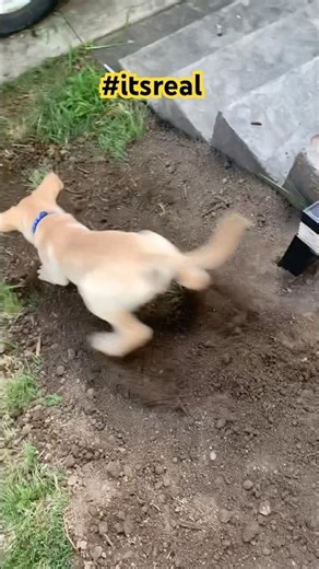 Crazy!! 🐶 My Labrador’s Puppy Days on the Hill | It’s Real Van Life”