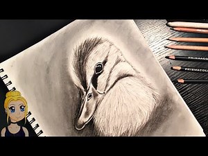 How To Draw a Realistic Duckling! With Charcoal