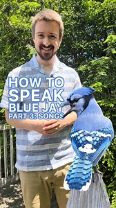 29K views · 924 reactions | How to Speak Blue Jay Part 3 (Songs)...