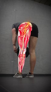 💥 What Is Sciatica? 😨 Sciatica is a type of pain that stems from the irritation or inflammation of the sciatic nerve, the longest nerve in the human body. ❌ Common symptoms are pain, tingling or numbness in the lower back, buttocks or legs. Here’s how to get pain-free in 3 steps: 1️⃣ Wall Nerve Glide This will help desensitize your nerve and help you return to movement 2️⃣ QL Bridge Extension This one will help push your spine into extension and release pressure off your sciatic nerve roots in