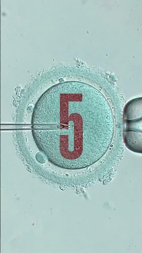 It is possible to understand much more about embryonic development before transfer