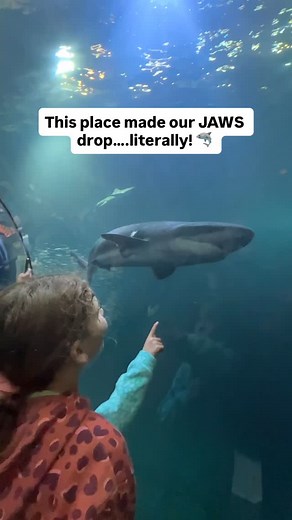 19 reactions | The @oregoncoastaquarium blew us away 麗 From the shark tunnel to the sea otters and tide pools, this place is such a fun stop for families exploring the Oregon Coast. It’s beautiful, easy to walk, and full of those “wow” moments the kids will remember forever. ➡️ Save this for your next coastal road trip and send it to someone heading toward Newport! | Type1Detour | Facebook