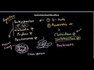 Gastrointestinal bacteria