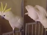 In a flap! Cockatoo's priceless reaction to going to the vet