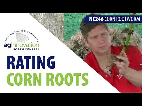 Rating corn roots for injury