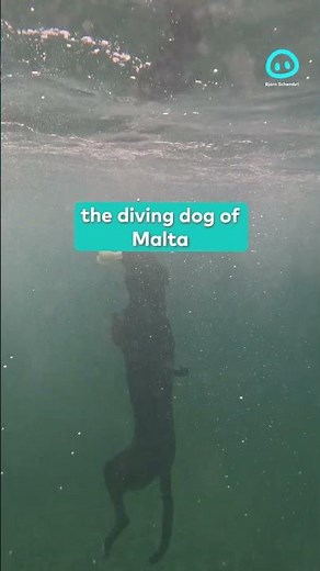 Dog Dives Deep Underwater to Fetch Bone || ViralHog Shorts