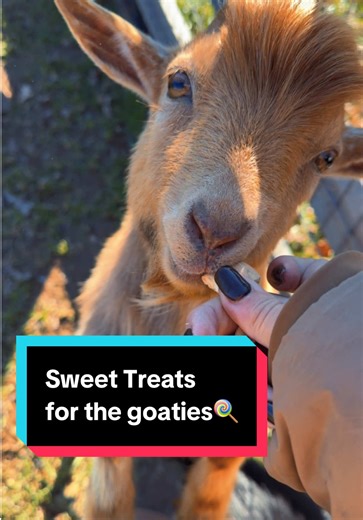 Delicious Sweet Treat Ideas for Goaties
