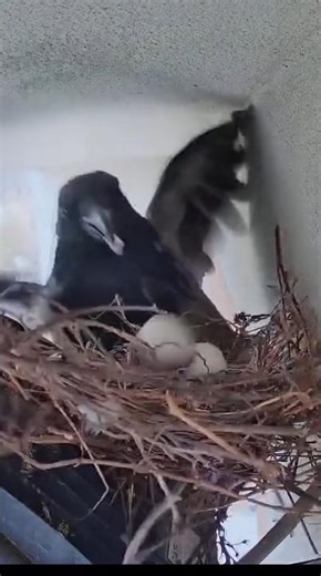Crow attack on Dove nest and steal one egg #crow #dove #egg #attack #nestAttack