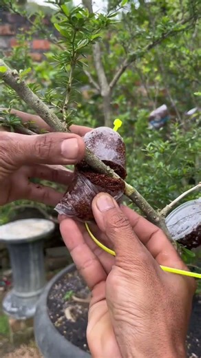 Multiply Plants Fast 🌲🌳 | Air Layering & Grafting Method #shortsviral #airlayering #grafting