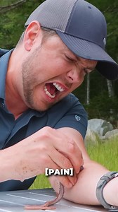 800K views · 6.1K reactions | Enter the intense bite zone with the venomous bloodworm #nature #bravewilderness #wildlife #bloodworm | Mark Vins | Facebook