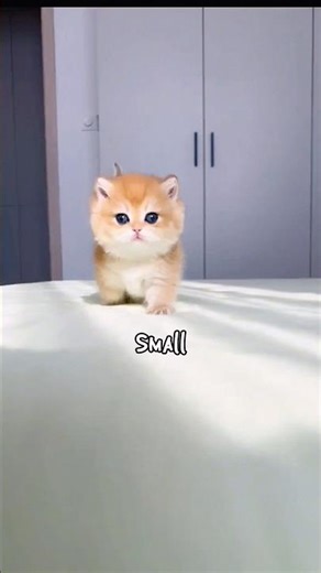 The Cutest Little Kitten and His Adorable Adventures with His Tiny Owner. #usashorts #catshorts