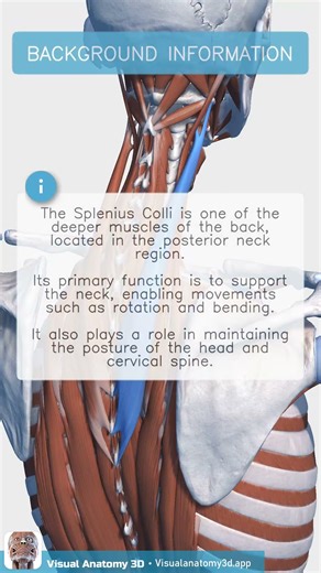 Anatomy Quiz - Structure Identification