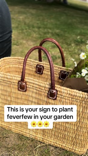 #feverfew #flowers #gardening