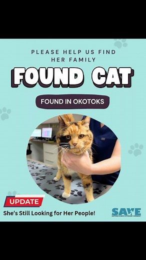 📣 UPDATE: OWNER FOUND ❤️🎉 ✨ FOUND CAT – HELP US GET HER HOME ✨ 🐾 Okotoks – 402 Ave E & 32 St E 🐾 This sweet, affectionate girl was brought into SAVE late last night after being found wandering alone. She has a tattoo, but unfortunately it’s untraceable — so we’re counting on our amazing community to help us find her family. 💛 Update: No one has come forward yet. Please continue sharing so we can get this beautiful girl reunited with her people. 🏡💕 📍 Southern Alberta Veterinary Emergency