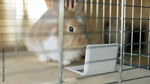 Funny, cute bunny, rabbit using laptop. Watching intersting content on laptop in the cage. Funny animal laptop concept. Not free from work freelancer locked up like prison at home office concep