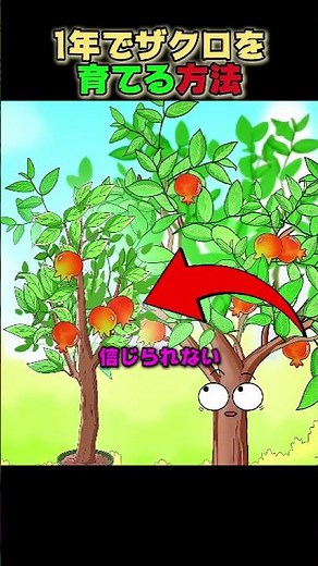 1年でザクロを育てる方法