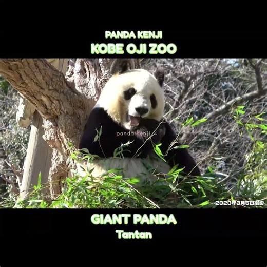ほのぼの笹を食べているタンタンがかわいい♥ #神戸市 #王子動物園 #shorts