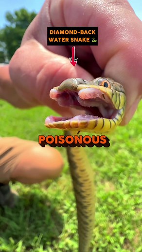 👀We still haven’t covered half the creatures we find in these traps… #FarmToTable #crawfish #Louisiana #south #crawfishfarming #animalfacts #facts