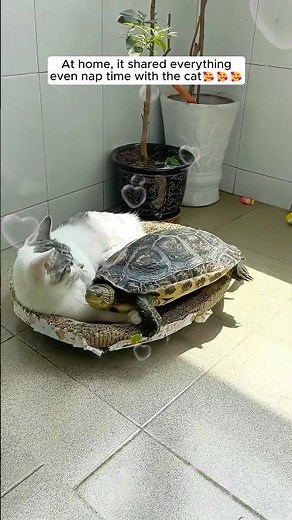 This woman rescued a baby turtle from the hot road and adopted it