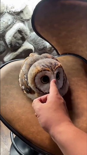 Twit Twoo was secretly hatching my iPhone! 😭📱 #shorts