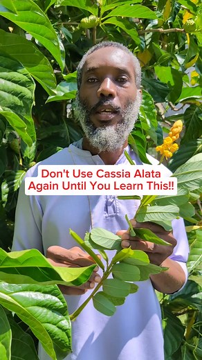 Before You Use Cassia Alata Again Here are 3 Benefits You Need To Know #CassiaAlata #NaturalHealing #HerbalRemedy #SkinCareTips #WellnessJourney #HerbalTikTok #HolisticHealth | Javaun Thompson
