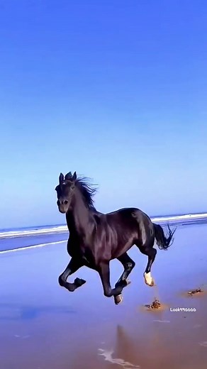 Galloping Black Horse Running Video