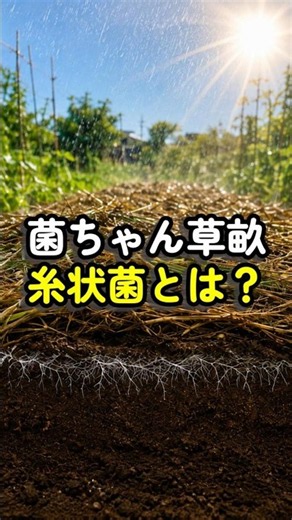 Kin-chan Grass Bed: What Are Filamentous Fungi? How They Make Soil Fluffy