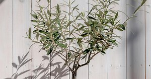 Comment réussir la culture d'un olivier en pot ?