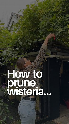 13K views · 22 reactions | How to PRUNE Wisteria… If you grow...