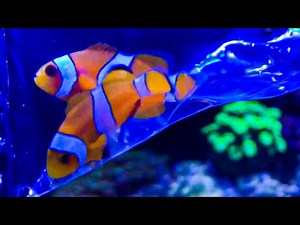 Adding Clownfish to Nano Reef Tank (Nemo Fish)