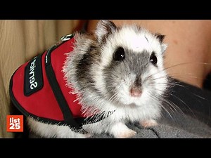 25 STRANGEST Pets To Be Used As SERVICE ANIMALS
