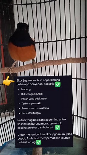 Ekor burung murai batu tiba tiba copot | Kicau Manok