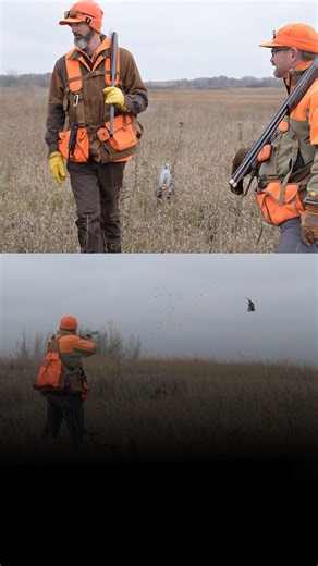 68K views · 881 reactions | If there’s still a bird there, it has to be a tight-holding hen, right?.. Wrong. ICYMI, Rooster Road Trip’s second episode, “Iowa’s Pheasant Opener,” is now streaming. Head to roosterroadtrip.org to watch now. | Pheasants Forever | Facebook