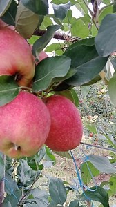 2.5K views · 149 reactions | Unique size of Gala apple. | Kashmir Horticulture | Facebook